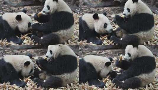 可爱国宝大熊猫吃竹笋特写镜头高清在线视频素材下载