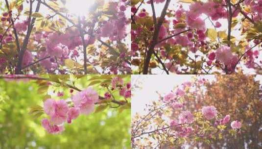 春天空镜-春天樱花高清在线视频素材下载
