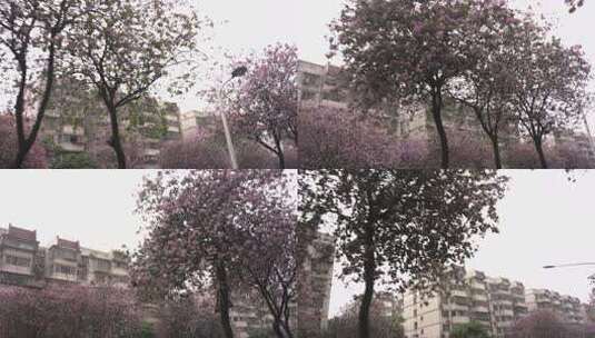4K拍摄柳州紫荆花W高清在线视频素材下载