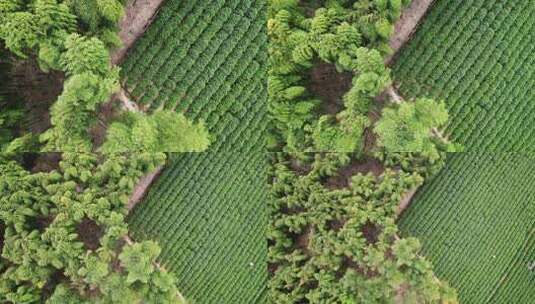 茶厂茶山茶园绿茶树航拍高清在线视频素材下载