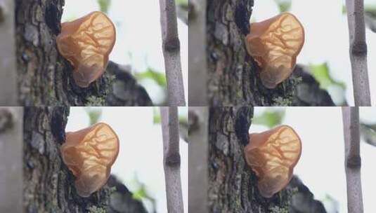 木头上生长的木耳高清在线视频素材下载
