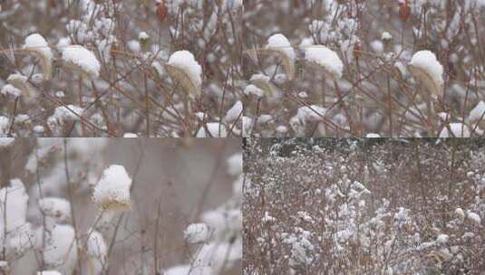 挂着厚厚积雪的枯草狗尾草高清在线视频素材下载