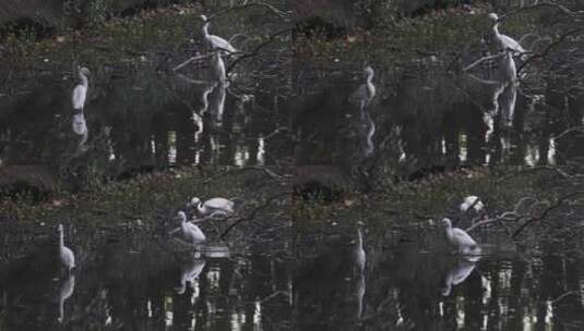 江南湿地白鹭成群栖息空镜高清在线视频素材下载