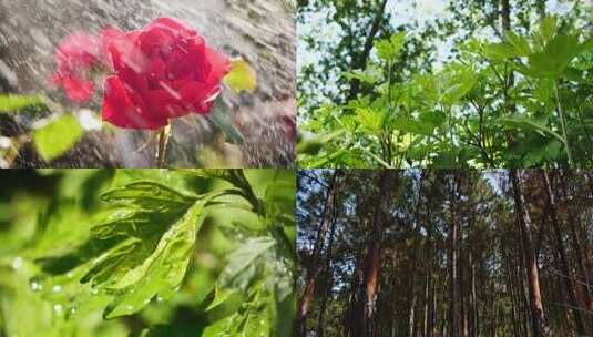 自然花草高清在线视频素材下载