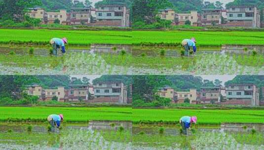 农民插秧水稻种子高清在线视频素材下载