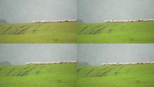 草原上放牧的羊群吃草的羊群高清在线视频素材下载