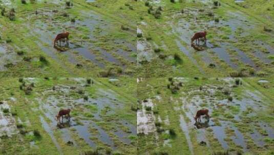水田里吃草的黄牛高清在线视频素材下载
