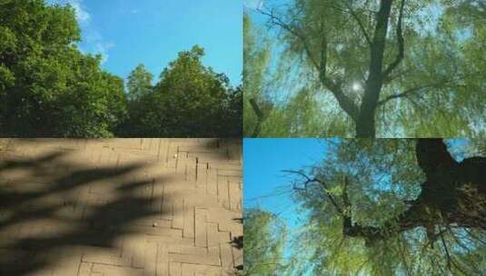 4K夏日森林阳光空镜实拍高清在线视频素材下载