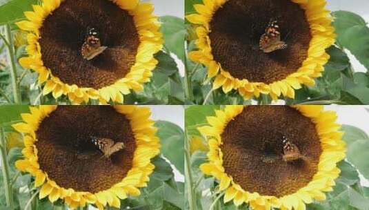 阳光下的向日葵蝴蝶采蜜高清在线视频素材下载