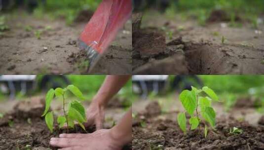 种树小树栽树树苗种树植树 幼苗 培养 希望高清在线视频素材下载