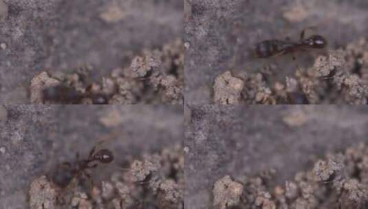 昆虫   蚂蚁 力量 自然  昆虫  蚂蚁打洞高清在线视频素材下载