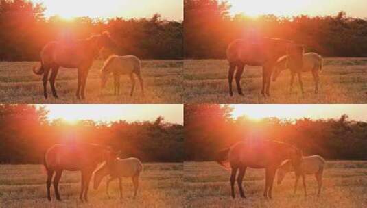 绿色草地上的美丽马匹高清在线视频素材下载