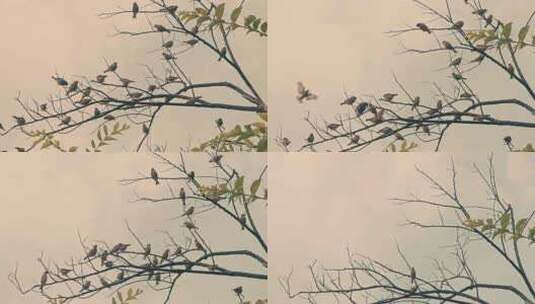 成群麻雀小鸟树枝上飞散鸟类飞翔高清在线视频素材下载