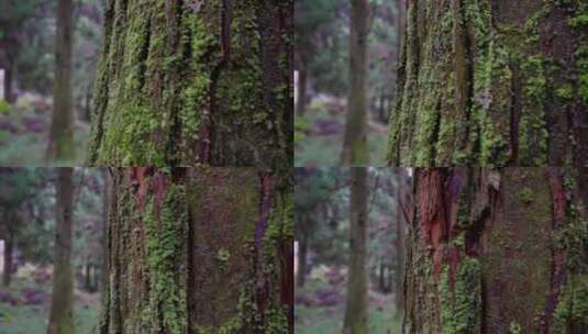 森林里树木向上生长苔藓树枝自然4K原创户外高清在线视频素材下载
