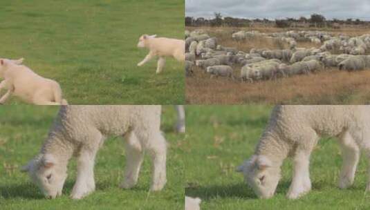 【合集】羊群放牧畜牧业绵羊高清在线视频素材下载