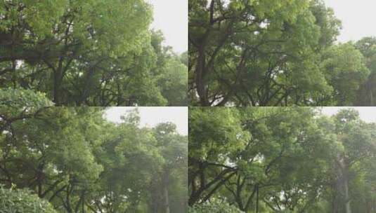 城市绿化参加大树实拍高清在线视频素材下载