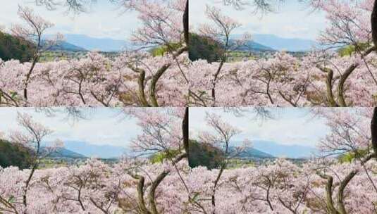 透过樱花看远处的乡村 唯美景色高清在线视频素材下载