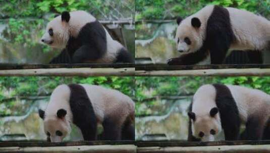 大熊猫生活高清在线视频素材下载