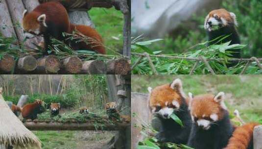 小熊猫吃竹叶视频合集高清在线视频素材下载