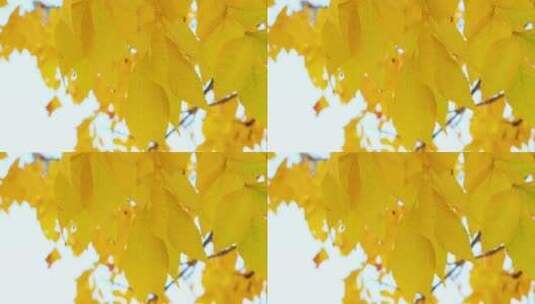 秋天的白蜡树叶  金黄色高清在线视频素材下载