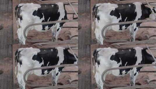 现代奶牛场内部奶牛及自动化挤奶产线高清在线视频素材下载
