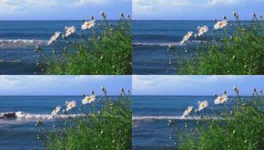 春天海岸边的小雏菊 唯美空镜高清在线视频素材下载