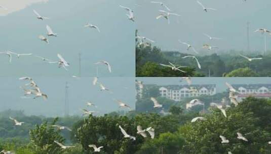 一群白鹭在天空翱翔飞翔升格高清在线视频素材下载