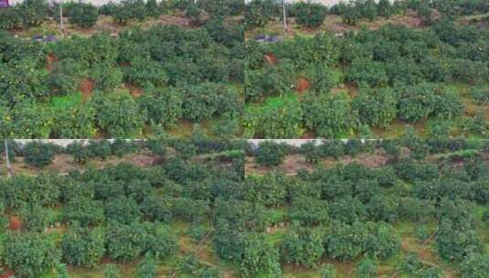 航拍广西容县沙田柚柚子种植基地高清在线视频素材下载