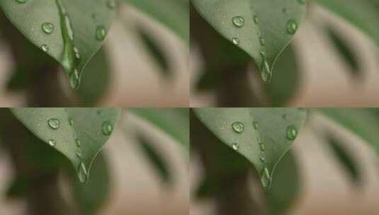 树叶滴水 树叶 水滴 叶 水 大自然水高清在线视频素材下载