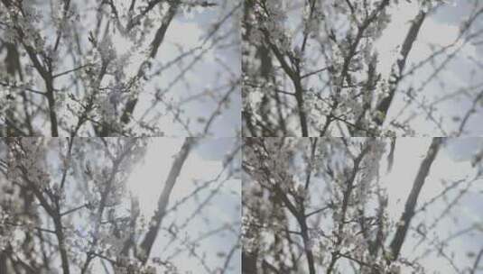 树枝上盛开的白花高清在线视频素材下载