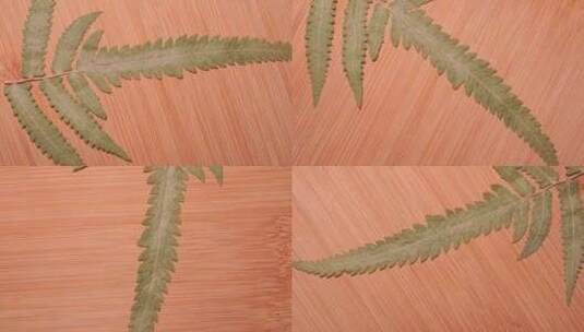 毛蕨尖植物叶子标本高清在线视频素材下载