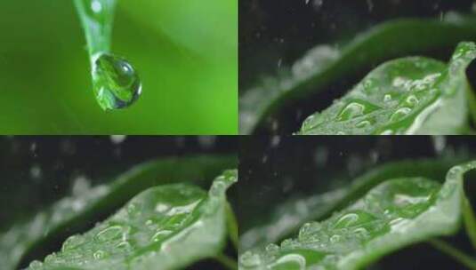 叶子上的水滴下雨浇花特写高清在线视频素材下载