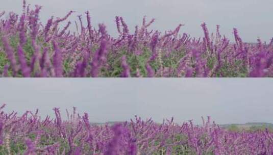 紫色薰衣草花海中的特色建筑高清在线视频素材下载