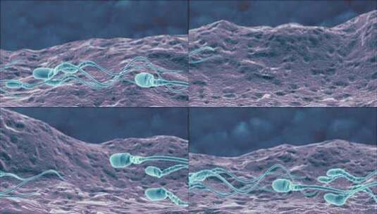 精子6号高清在线视频素材下载