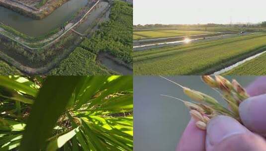 航拍 天津 小站稻 水稻 大米 生态农业 三农高清在线视频素材下载