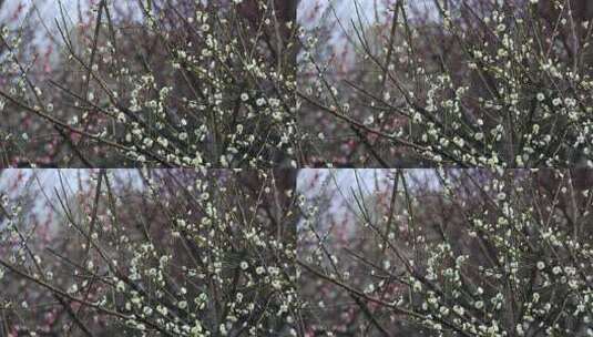 苏州香雪海春天梅花高清在线视频素材下载