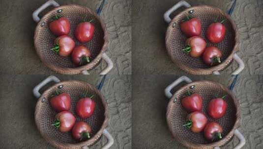 西红柿 番茄 蔬菜大棚 蔬菜 高清在线视频素材下载