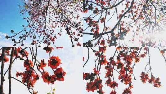 瀑布般的木棉花海岭南特色盛开的百年木棉花高清在线视频素材下载