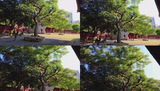 仰视视角下的茂密绿树高清在线视频素材下载