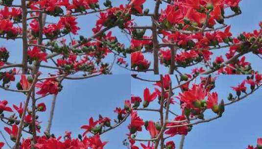 盛开的木棉花特写高清在线视频素材下载