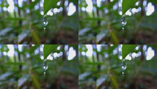 树叶上的水滴特写高清在线视频素材下载