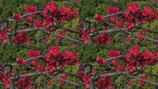 木棉树枝头盛开的红色花朵高清在线视频素材下载