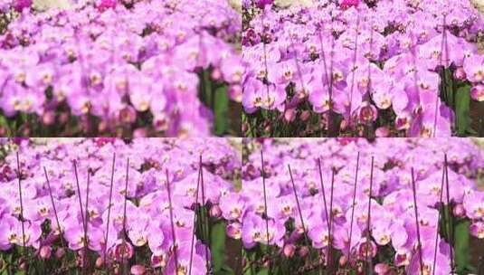 蝴蝶兰 兰花 花朵 观赏花 卉漂亮的花朵高清在线视频素材下载