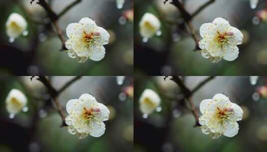 春天下雨天梅花花朵上的雨水雨滴雨珠高清在线视频素材下载