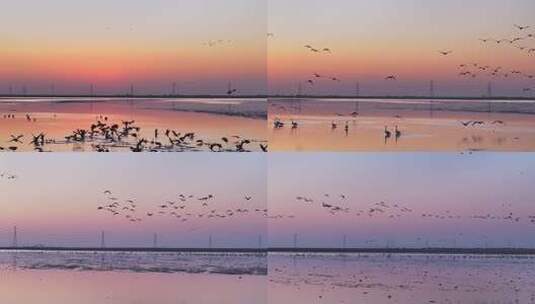 夕阳下湿地群鸟栖息景象高清在线视频素材下载