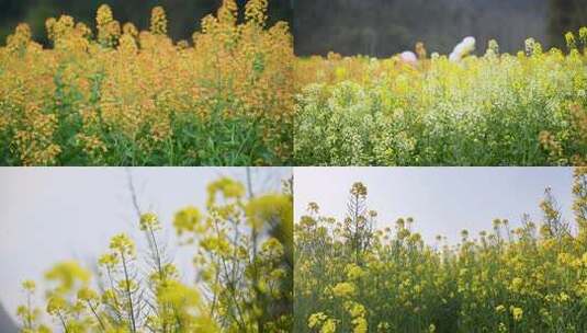 4k各色油菜花特写高清在线视频素材下载