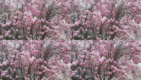花园里盛开的粉红色花朵高清在线视频素材下载