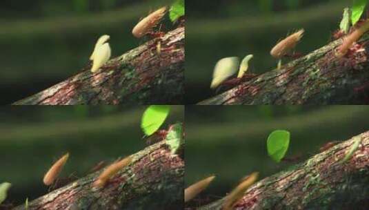 切叶蚁扛着食物穿过树枝高清在线视频素材下载