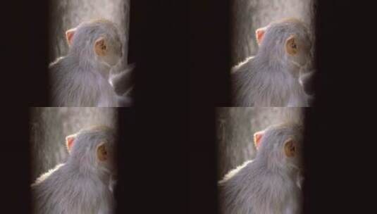 猴子转向镜头高清在线视频素材下载