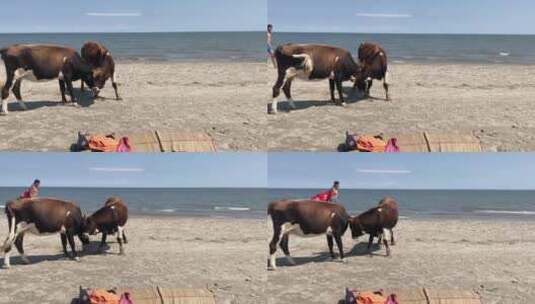 人和牛在海边的镜头高清在线视频素材下载